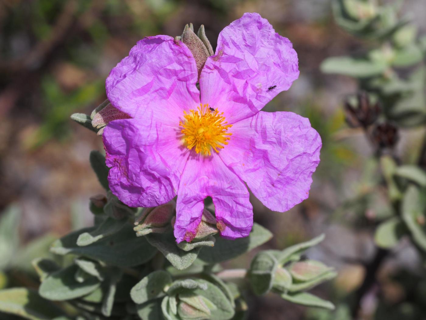 Cistus, Grey-leaved flower